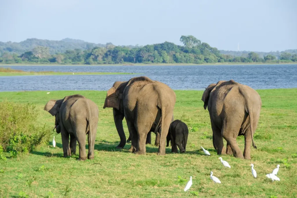 Discover the Wonders of Udawalawe National Park