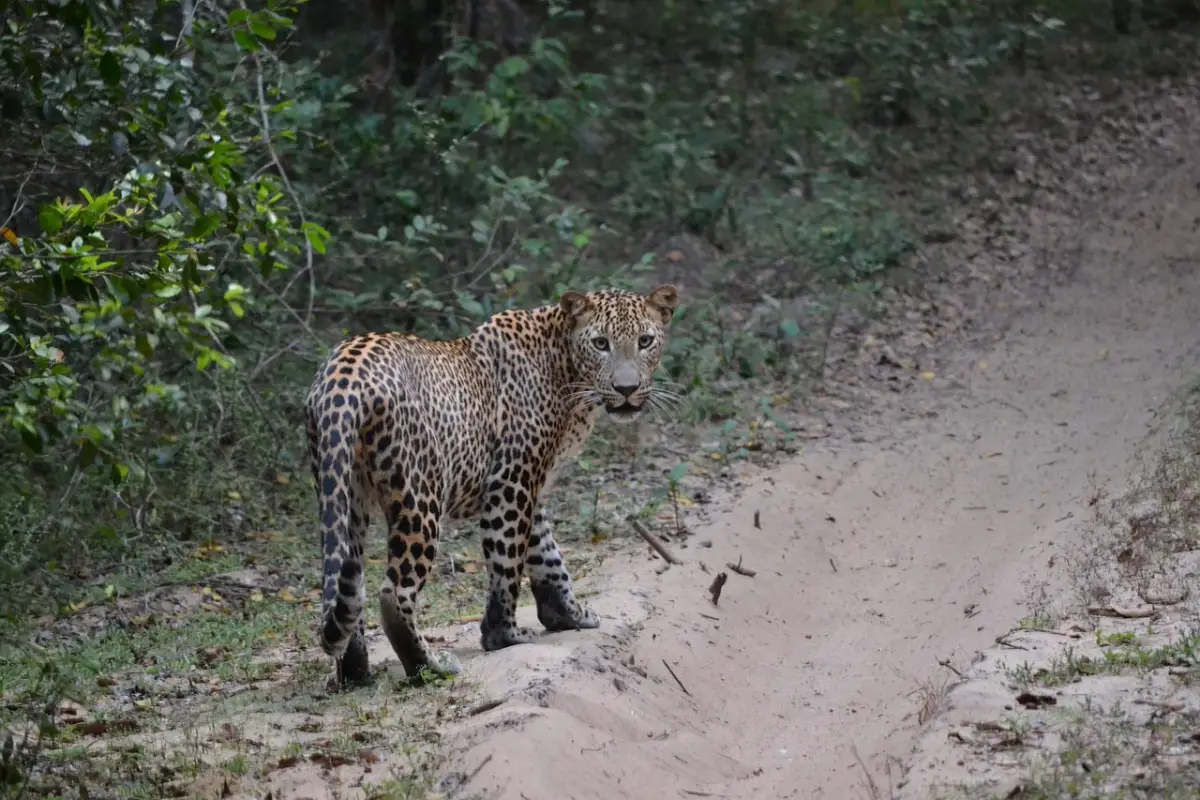 Yala National Park Ultimate Wildlife Experience