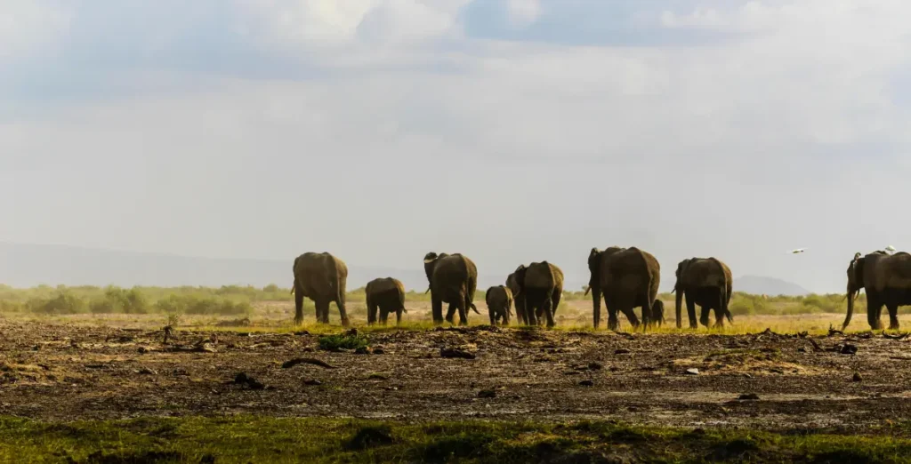 Yala National Park Ultimate Wildlife Experience